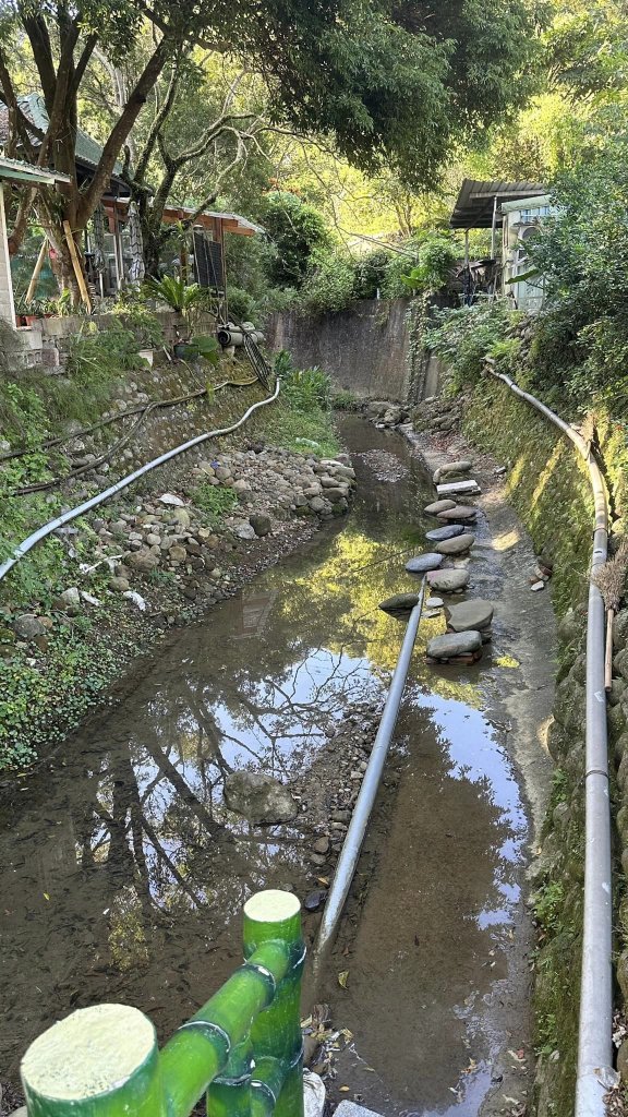 20231119三峽鳶尾山_2354539