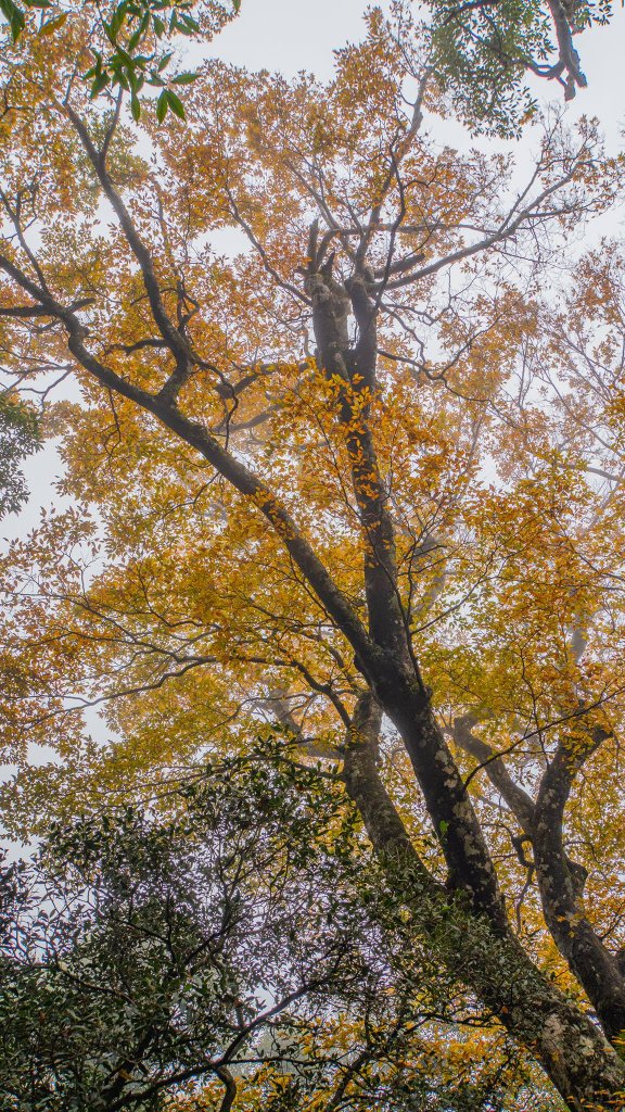 在北得拉曼&內鳥嘴抓住秋天的尾巴_1516688