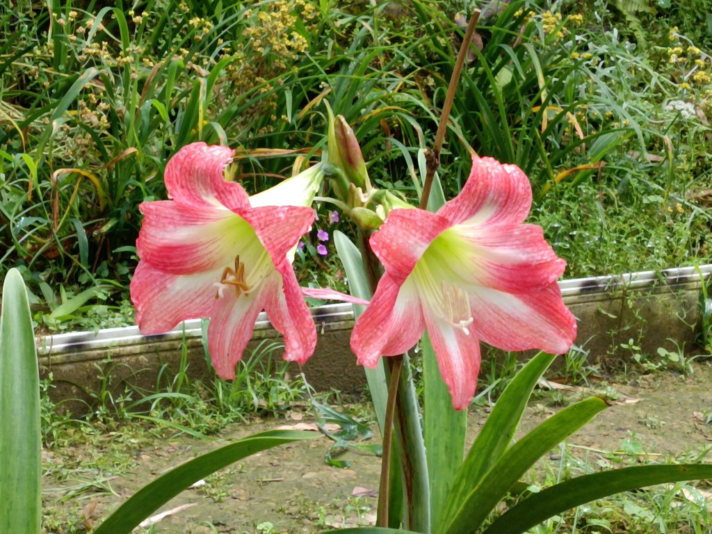 平溪區三功大厝+番子坑山+千階嶺步道O型_2781089