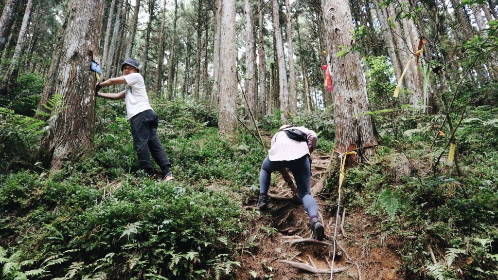 油羅山・羅山林道｜豪華露營、悠閒健行_1043956