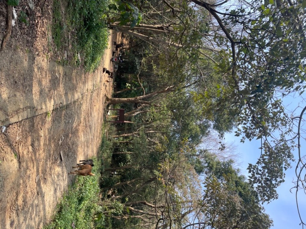 鶯桃縱走_2441638