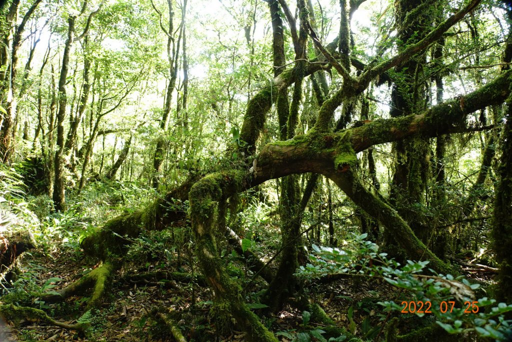 新北 烏來 拳頭母山_1778466