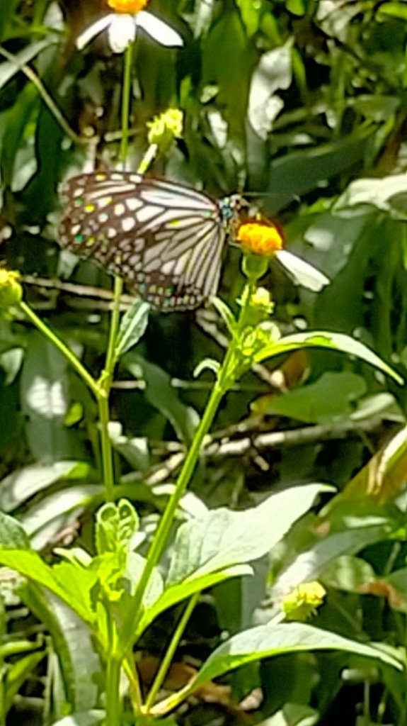 雲潭瀑布步道/青年嶺步道/燕子崖/蝙蝠洞/野薑花溪步道/綠色隧道 環狀_1779342