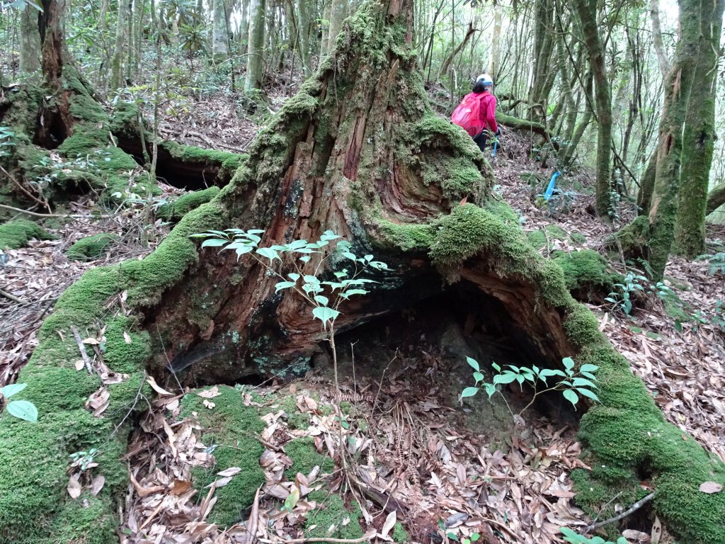 2022年02月13日(彰山協)南投日月潭四兄妹之中級山~大尖山縱走水社大山_1613427