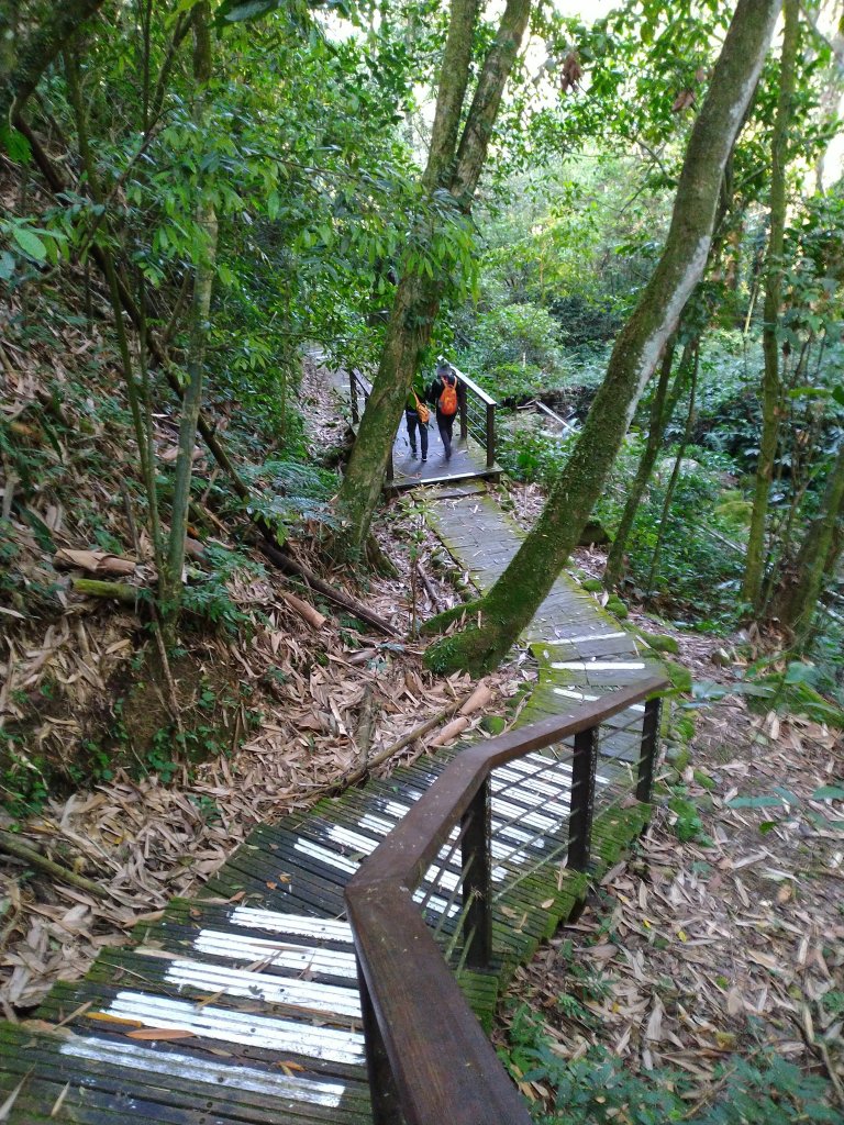 2022-04-09 迷糊步道_福山古道O型_1668157
