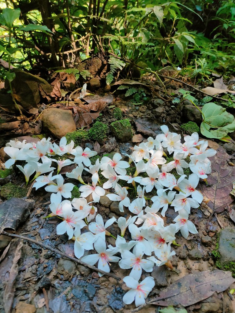 石門山、清水坑山、太平山、景春步道_2131658