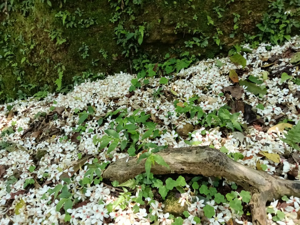 汐止區夢湖秘境桐花夢幻_2773506