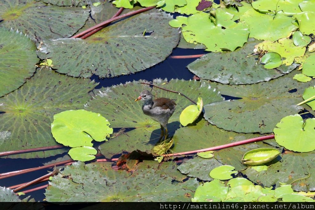 高雄鳥松濕地生態紀錄_177021