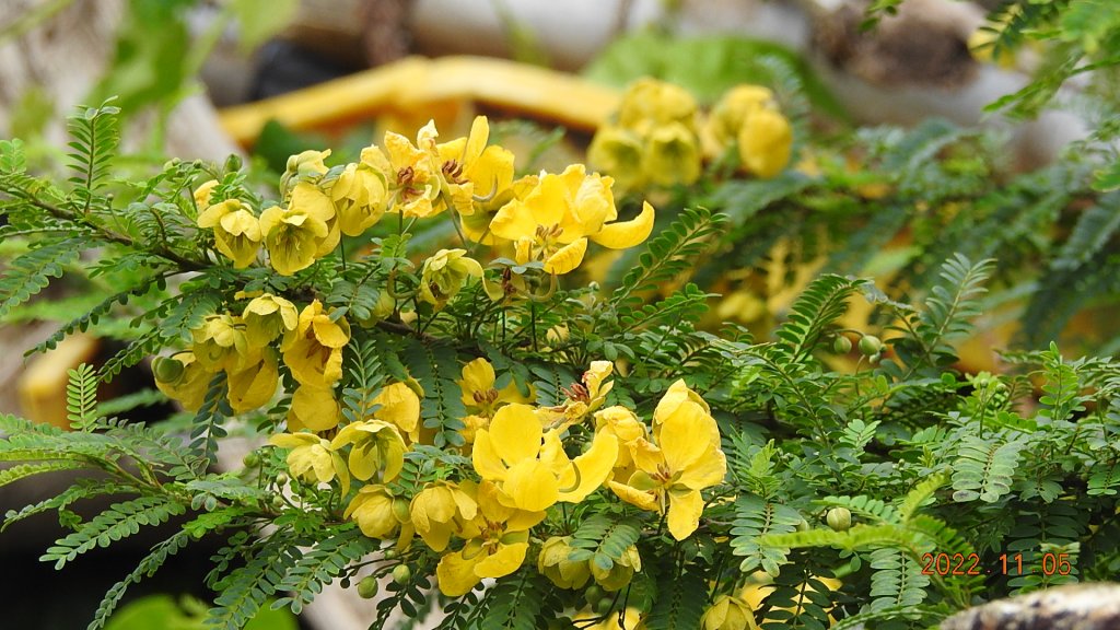 2022愛戀關渡花現幸福_1899482