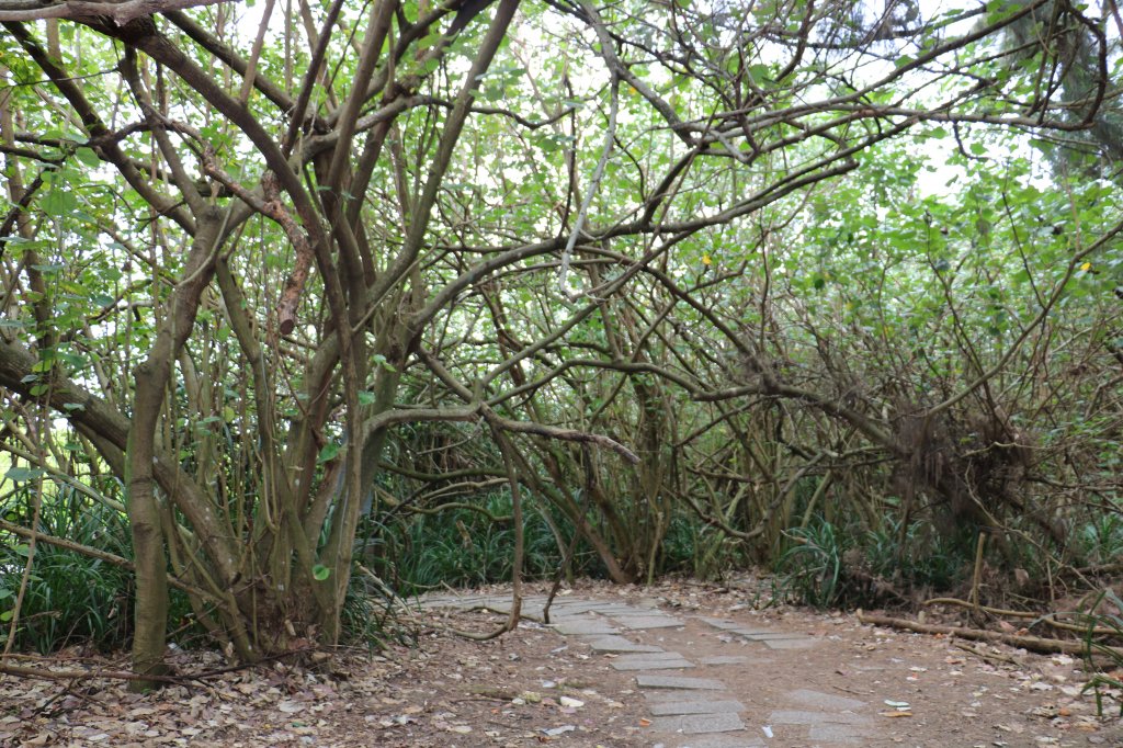 新竹新豐~大自然的寶藏~紅樹林濕地保護區_919634