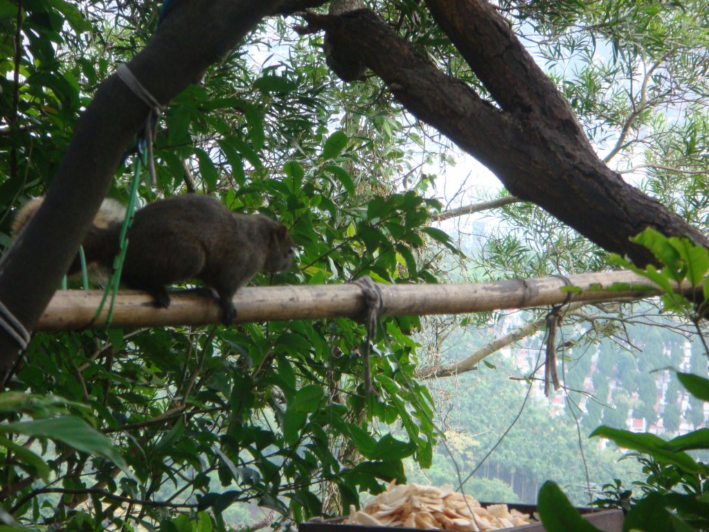 劍潭山親山步道_1792827