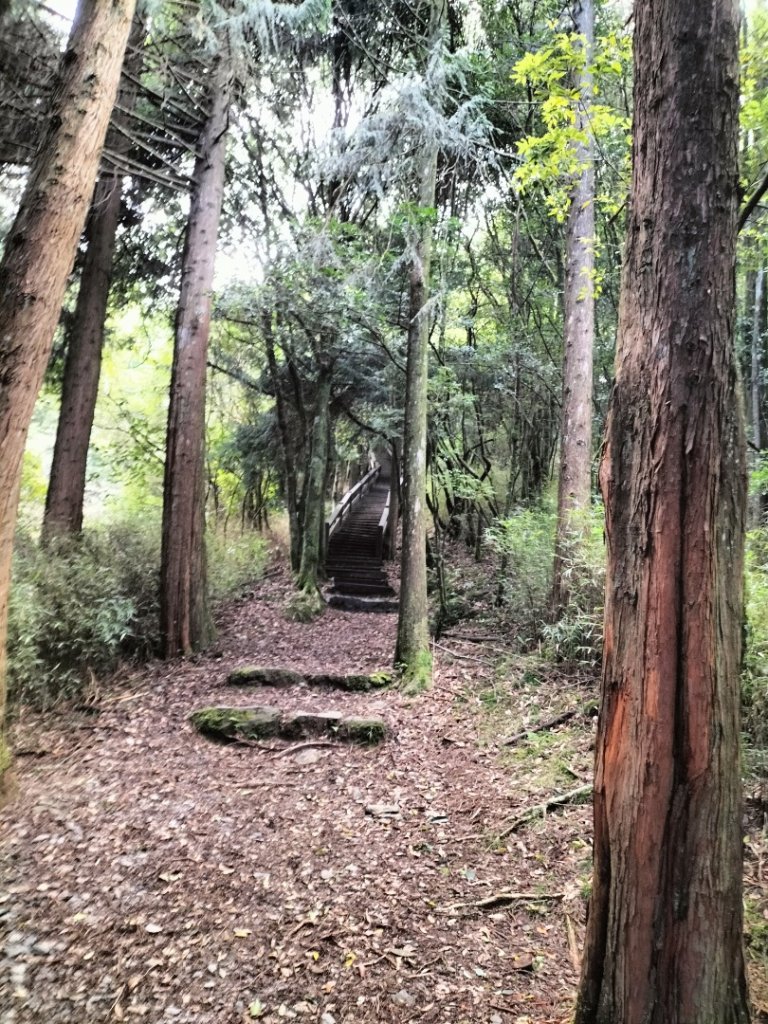 檜山巨木群步道_2250273