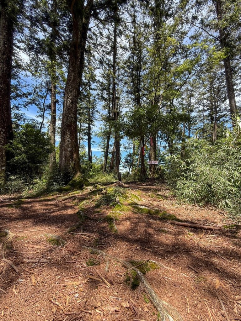 鹿屈山-杉林溪賞花趣_2816472