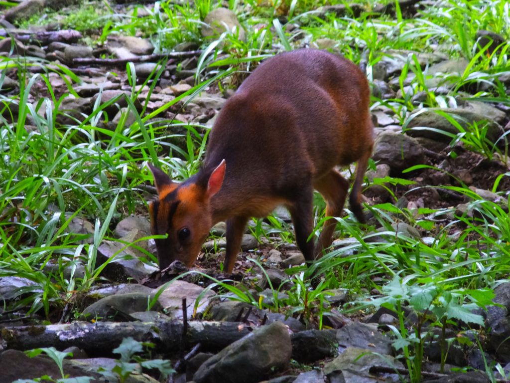 【宜蘭員山】新天堂樂園福山植物園生態之旅_390722