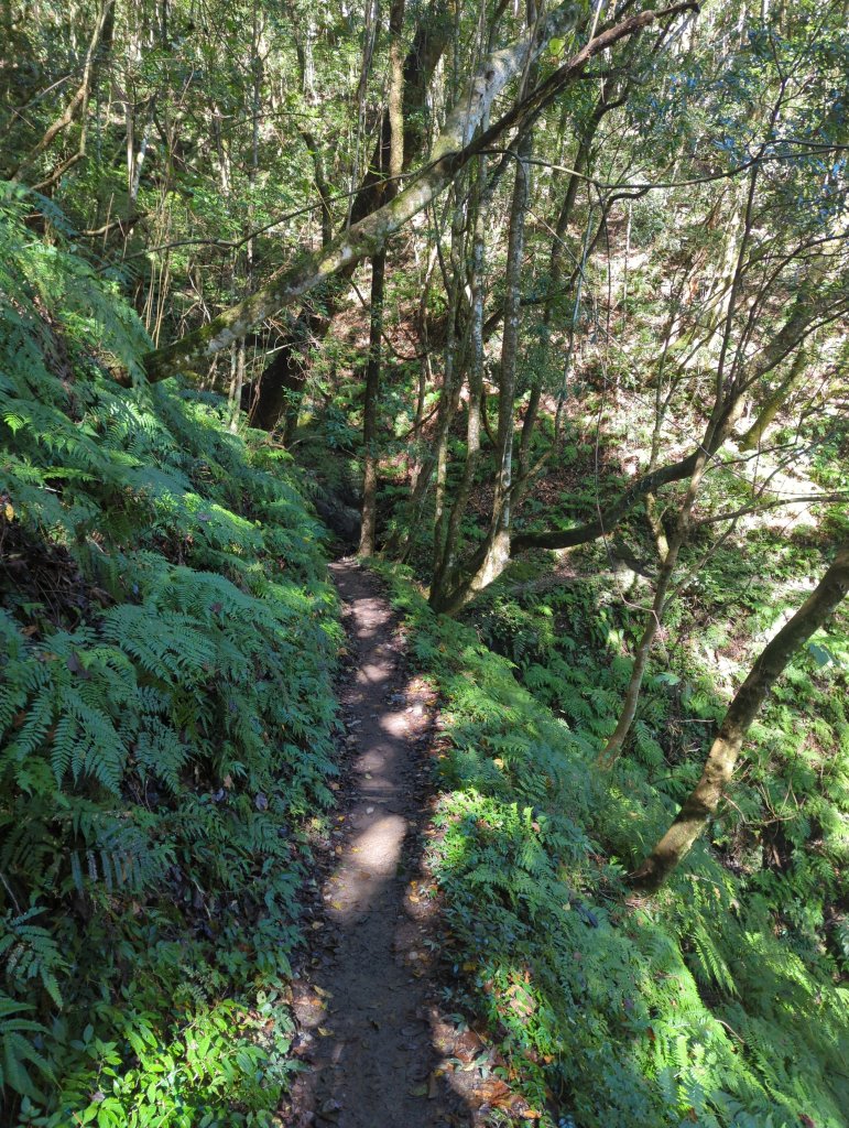 2026.01.03－鎮西堡B區神木群_2981121