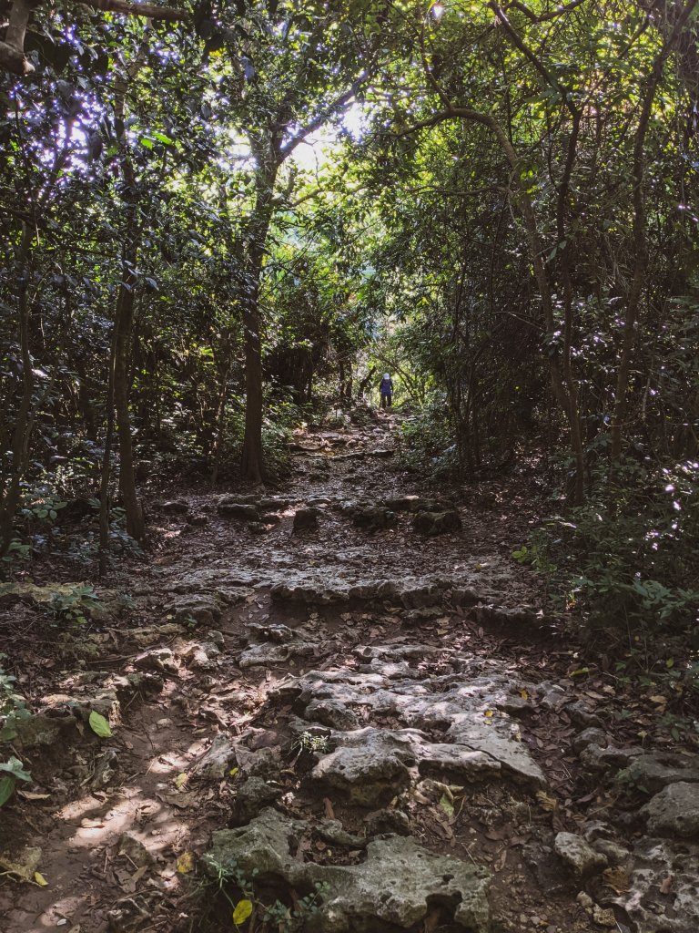 【高雄市後花園】南北壽山(柴山)O行 - 木を探しています_1483628