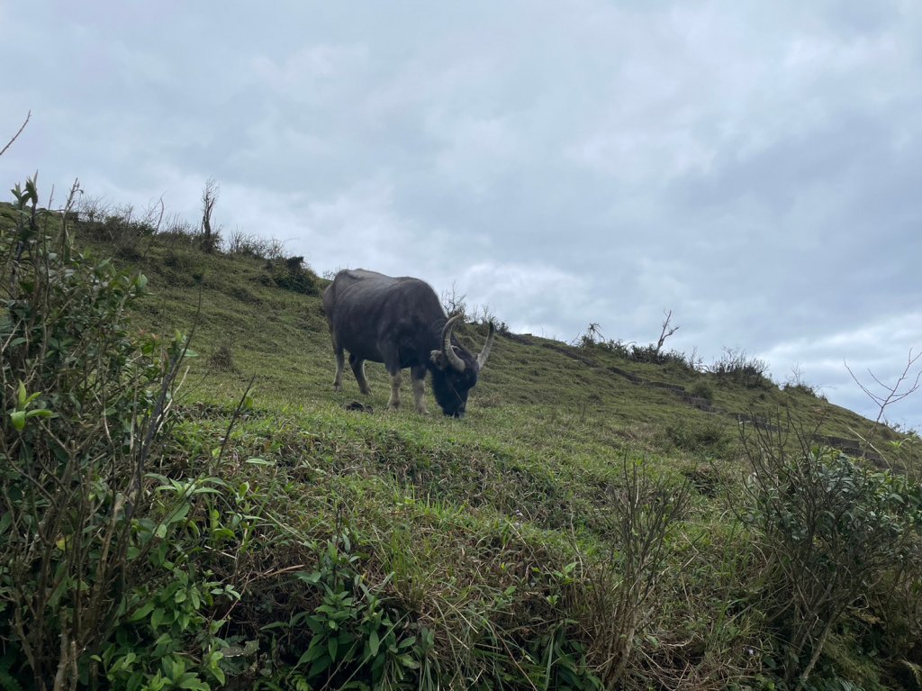 小百岳(82)-灣坑頭山-20230227_2069475