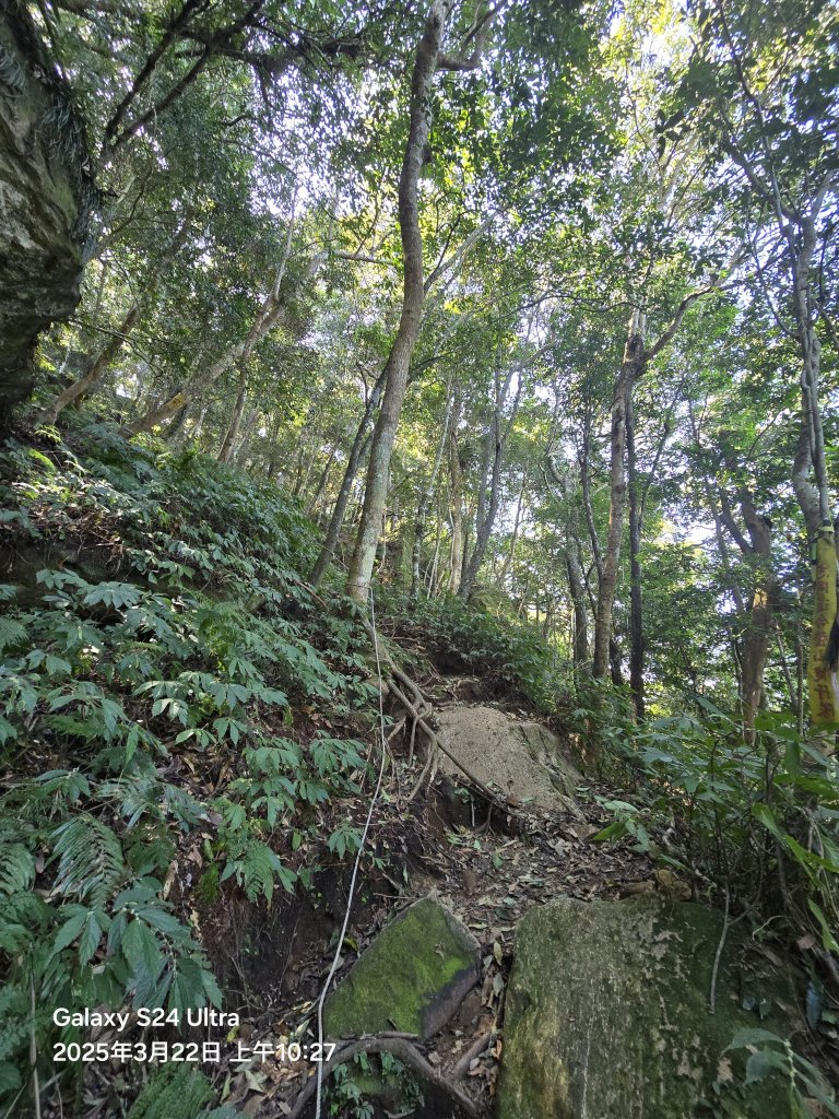 2025-03-22油羅山步道_2743402
