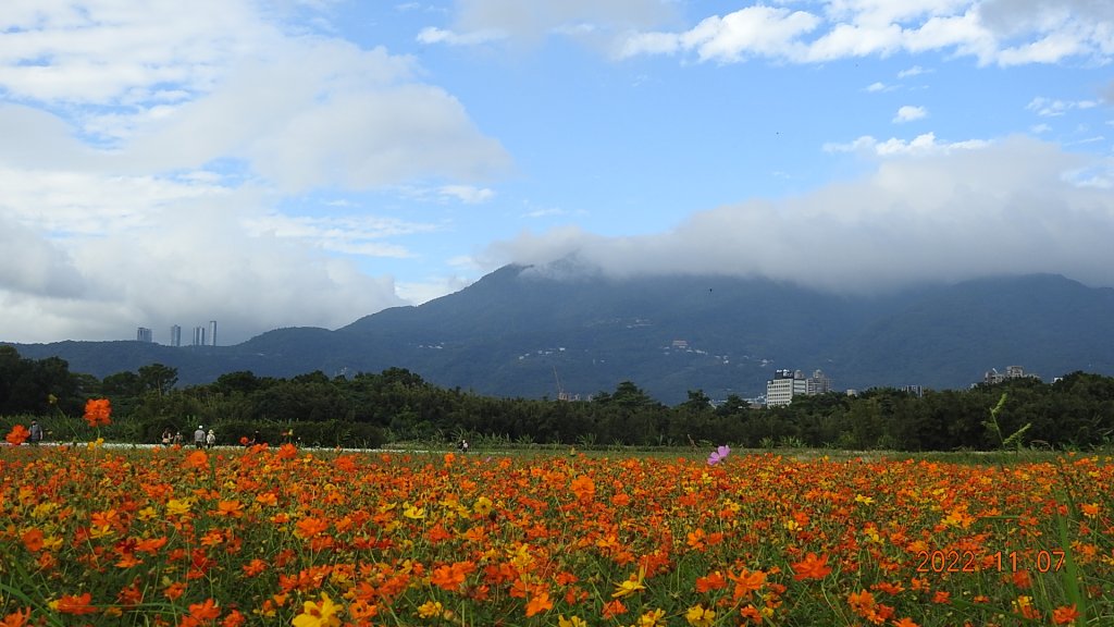 2022愛戀關渡花現幸福_1902368
