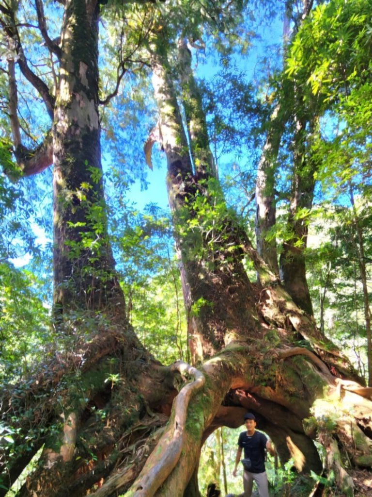 【中級山】插天山的奇幻世界，赫威山，赫威神木群步道_2741286