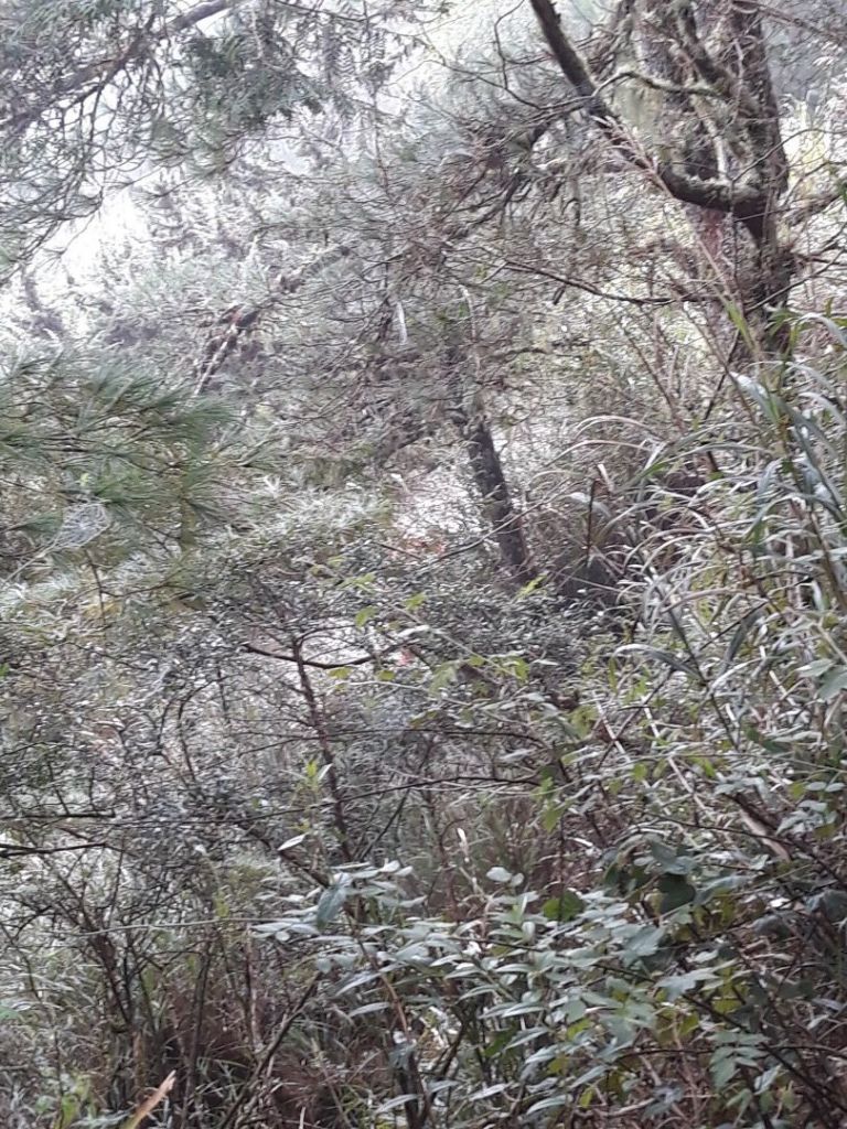 嘉明湖、向陽山、三叉山_336116