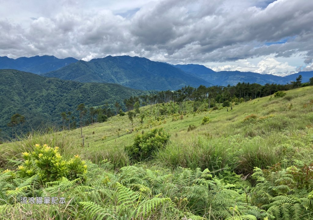 【羅馬縱走】山林巨木饗宴，夏季避暑的縱走路線封面圖