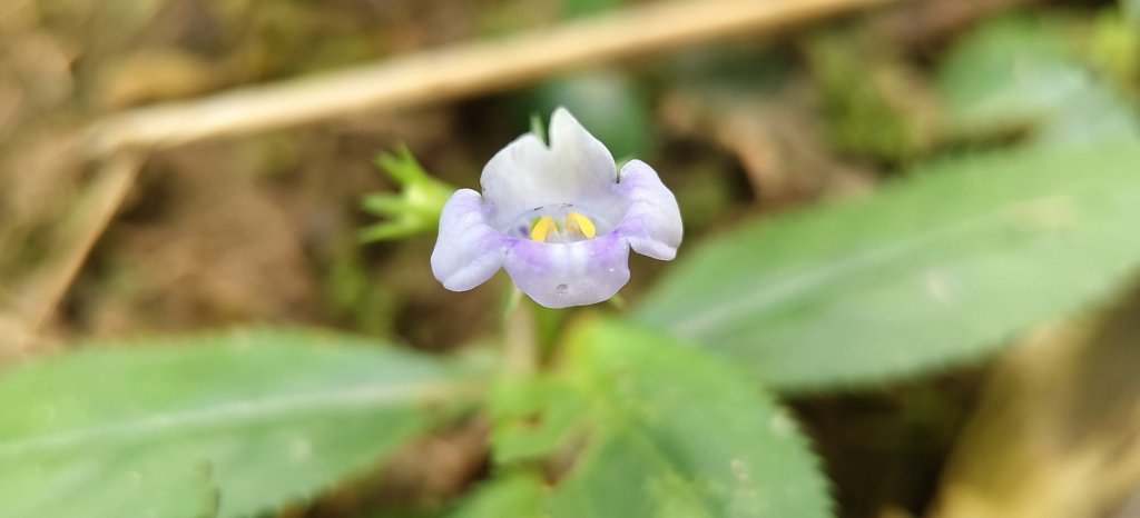 2025/10/26_馬胎古道_2925729