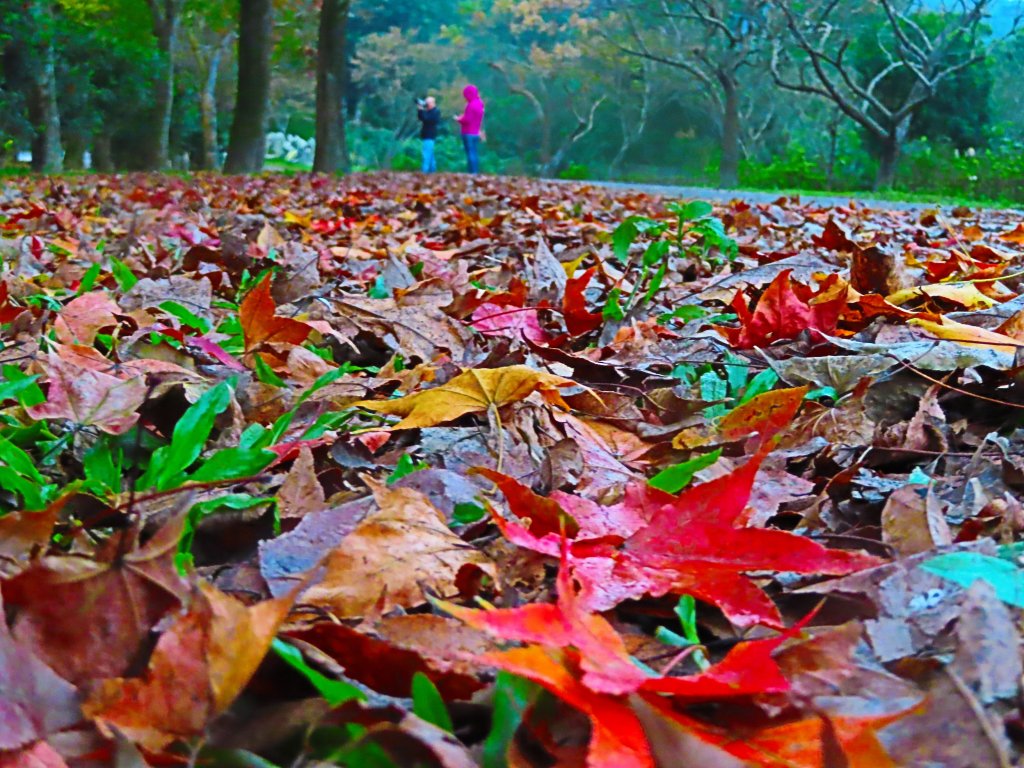 拱北殿古剎楓紅飄禪意_503257