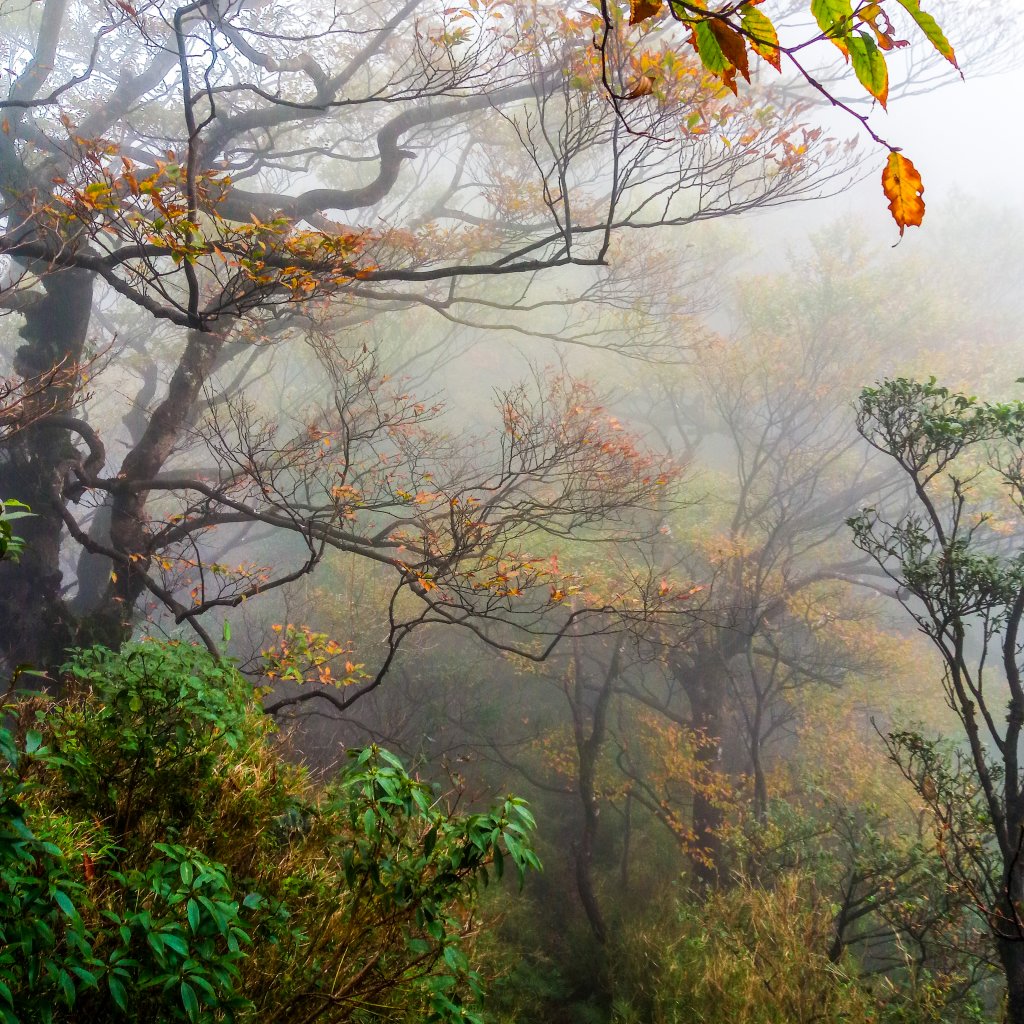 北插天山毛櫸_444646