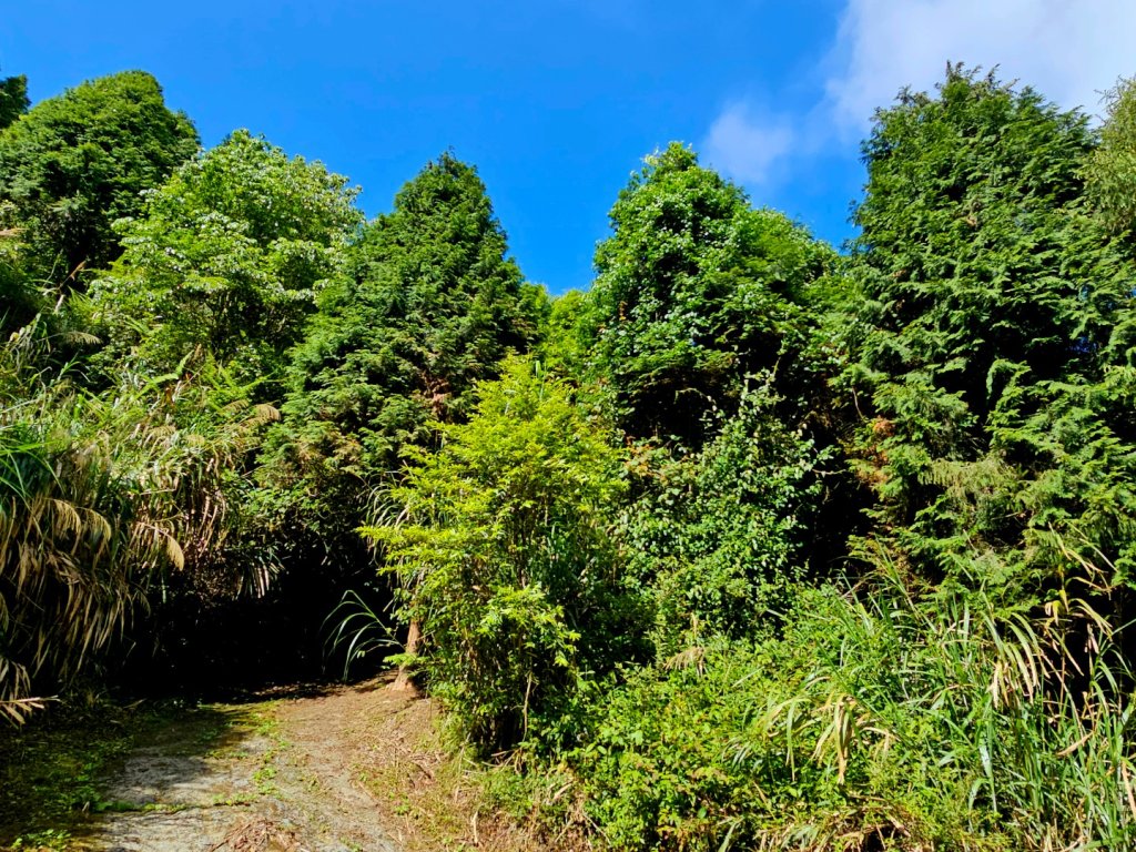 金柑樹山、忘憂森林步道-(南投)臺灣百大必訪步道_2789373