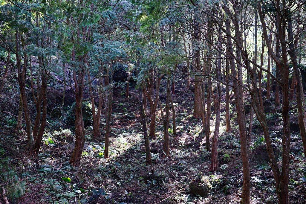 新竹關西鎮 水田林道之貴妃&那結山連走_1539666