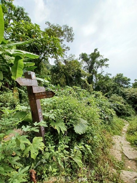 【嘉義竹崎】說好的稜線風景呢。阿拔泉山稜線步道連走獨立山O繞_2684173