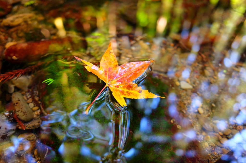 光影森林-那結山縱走貴妃山_773691