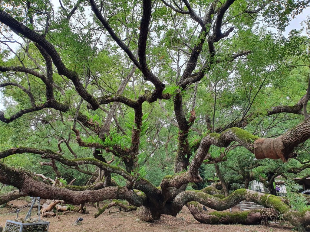 挑物古道（挑夫古道）封面圖