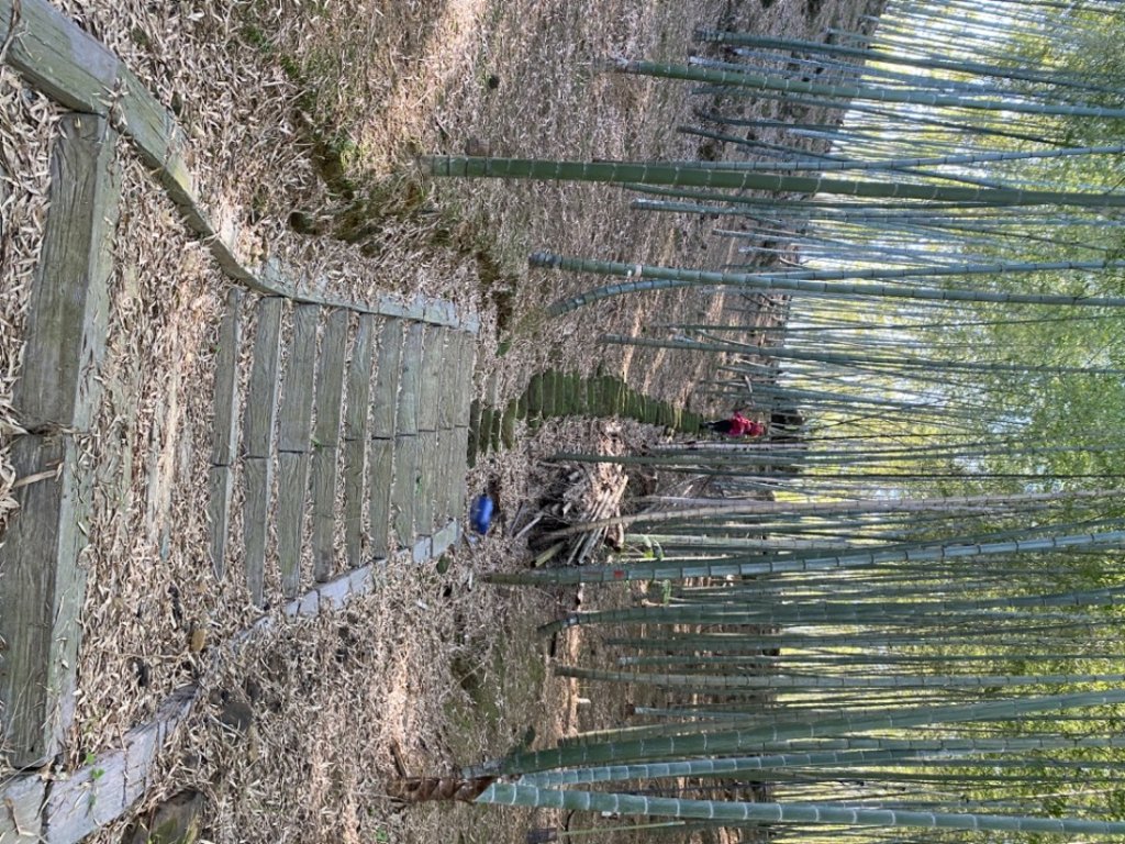 鹿谷大崙尾山、和雅挑竹古道7號、和雅挑竹古道6號O型走_2425940
