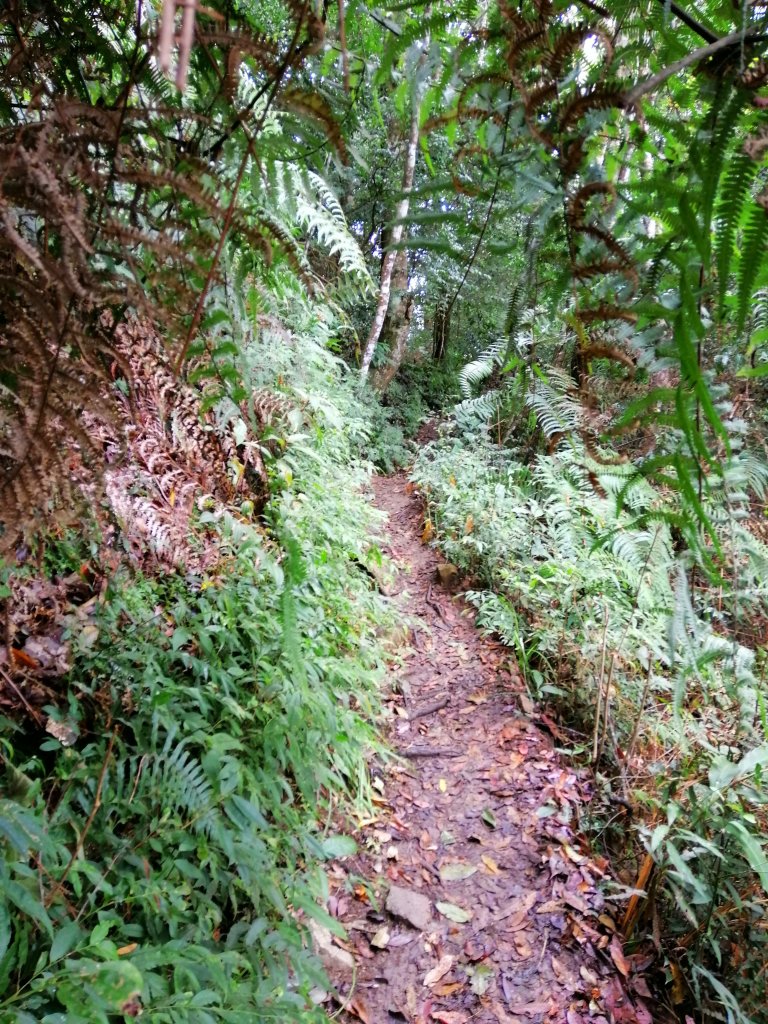 【台中。和平】谷關七雄入門款。 唐麻丹山_874527