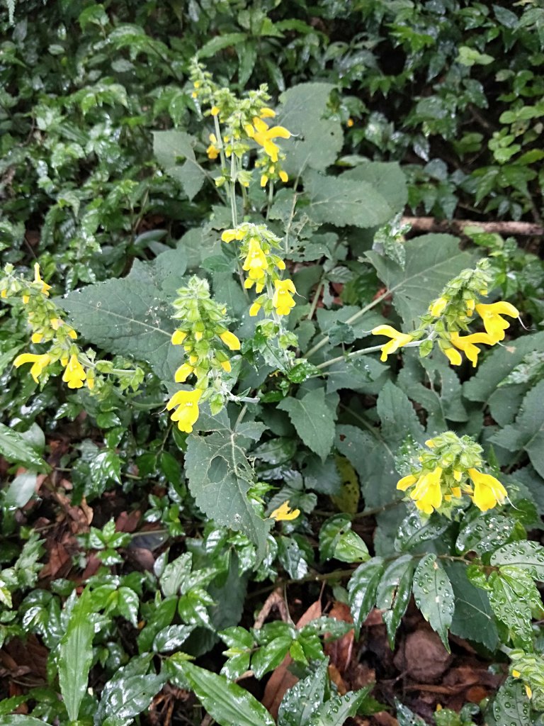 202009 菜公坑山，二子坪步道逛逛_1103233