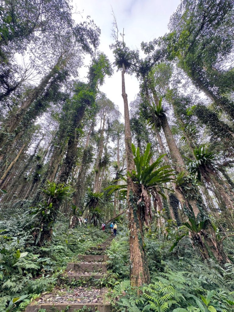 鳳凰谷步道走凍頂麒麟山封面圖