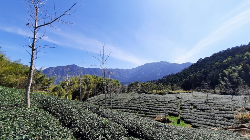 《南投》竹林台灣杉｜溪頭山竹崙山志騰山O繞20230218_2035873