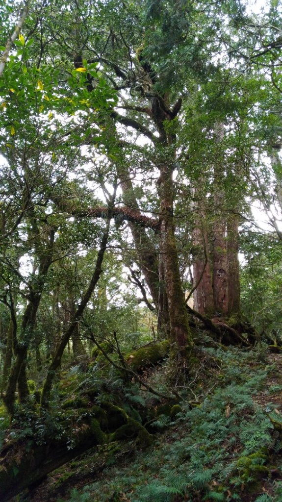 塔魔巴縱走_871340