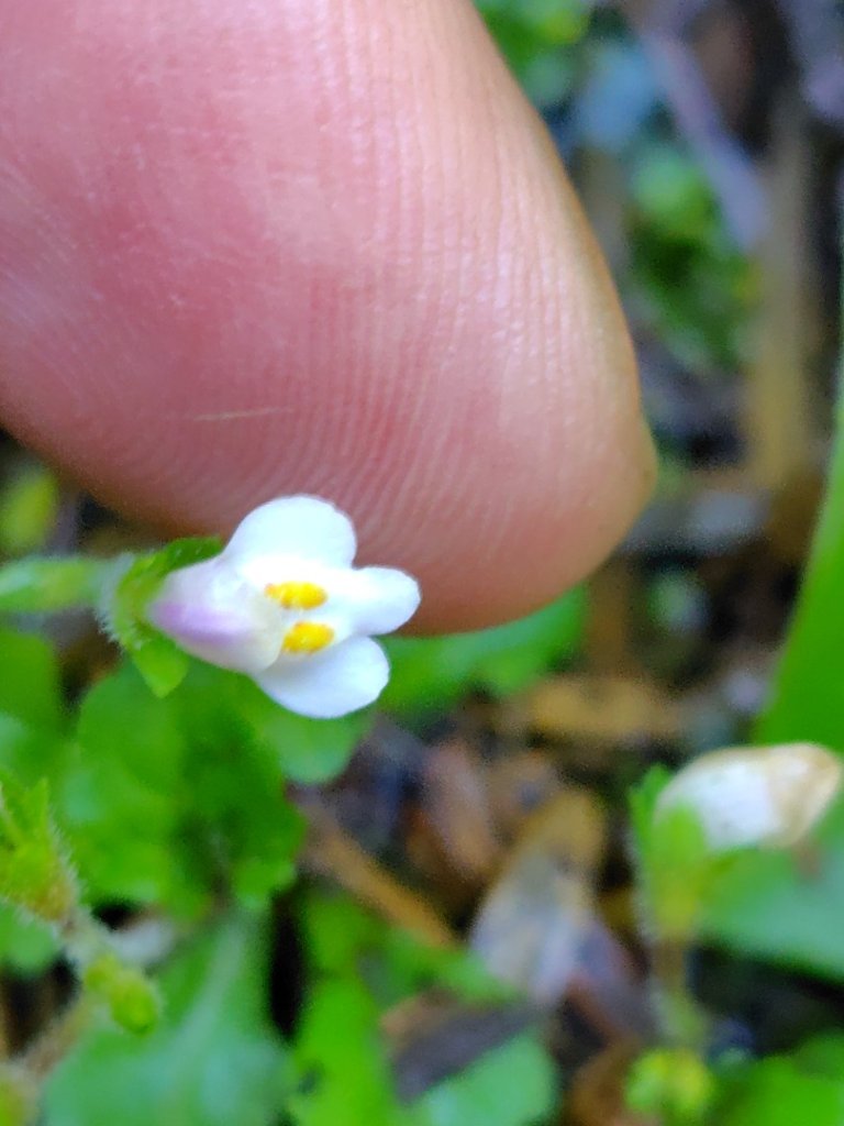 沙里仙林道、沙里仙溪、同富山/埔沙山、東埔山、阿毛巨木_2812498
