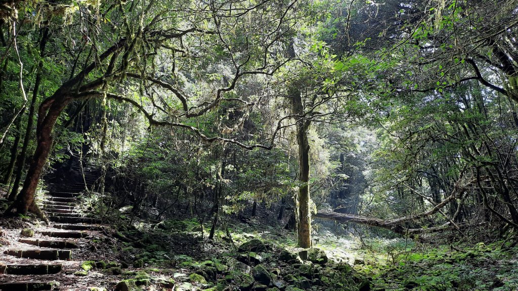 《台中》迷霧巨木為伴｜走訪大雪山船型山20210904_1454193