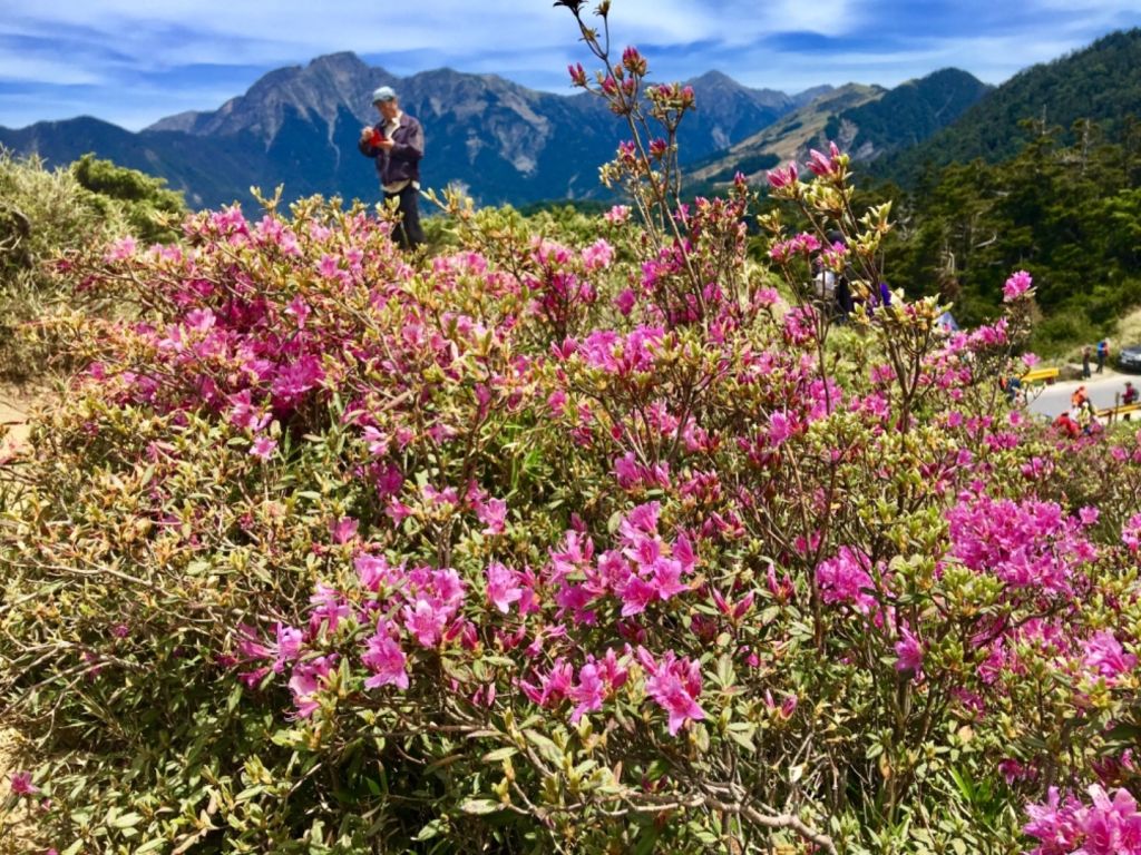 1070526合歡北峰杜鵑花_343239