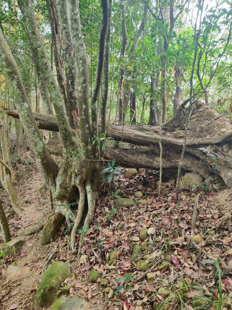 飛沙龍逆走_2988890