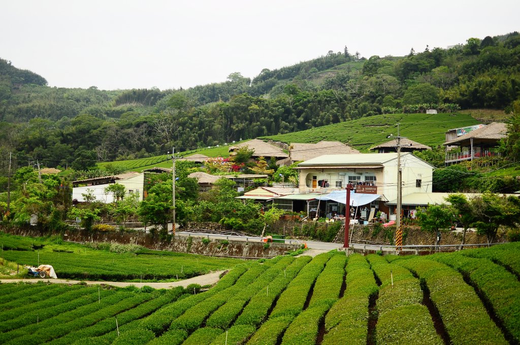 鄒族雅吾瑪斯步道_916861