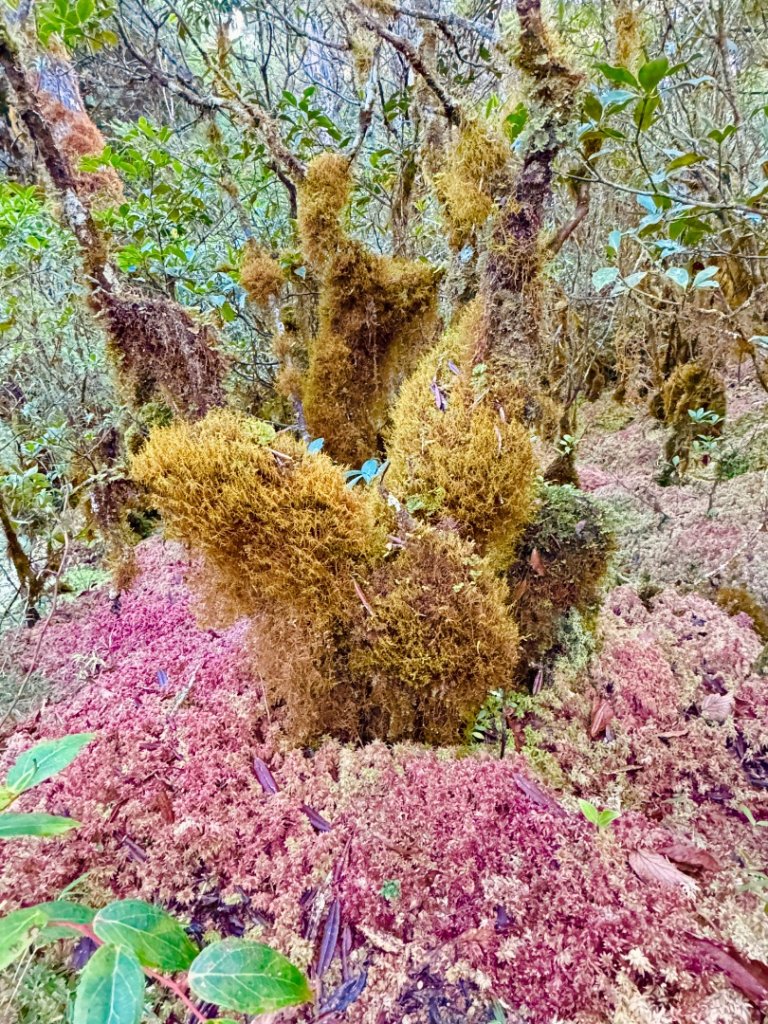 走入魔幻森林 探訪三星池與妹池_2950166