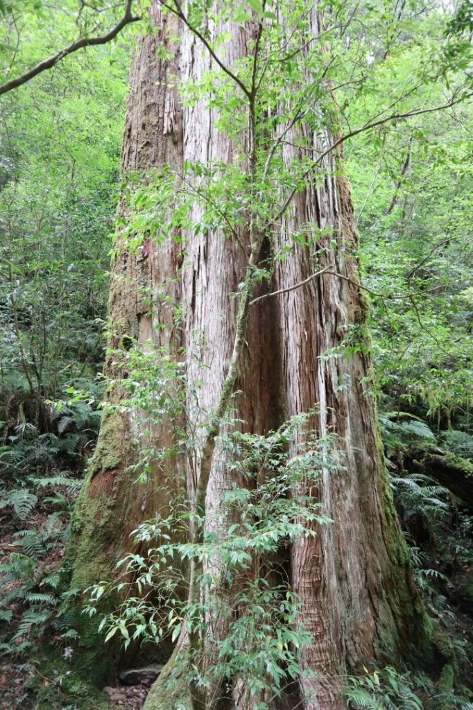 〔桃園復興〕拉拉山巨木，史詩級魔幻森林，75公頃紅檜 扁柏森林浴_2237017