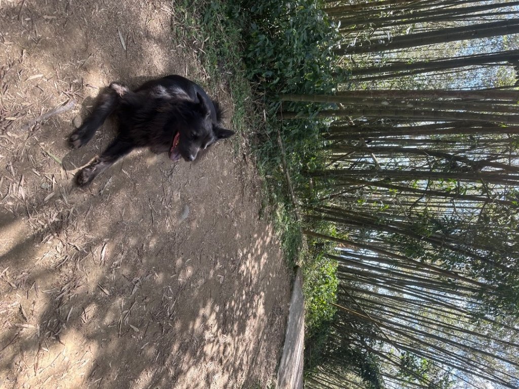 嘉雲二尖山、大尖山_2734894