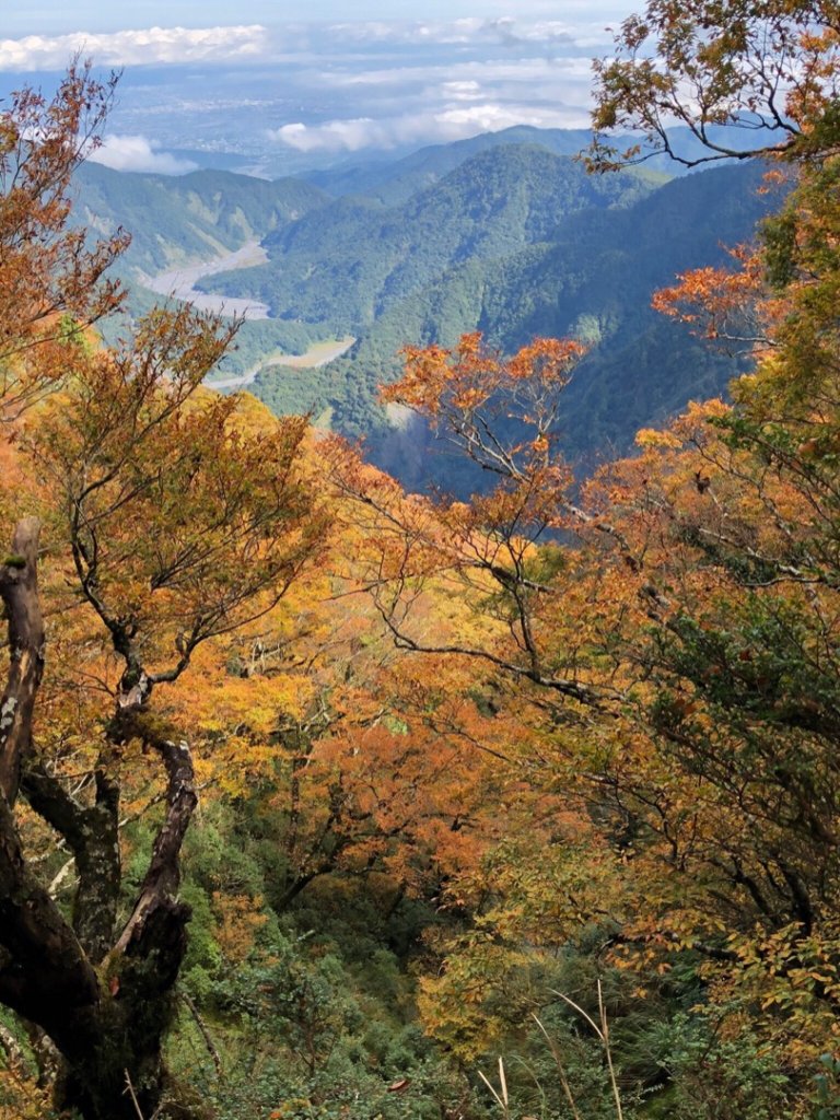 山毛櫸封面圖