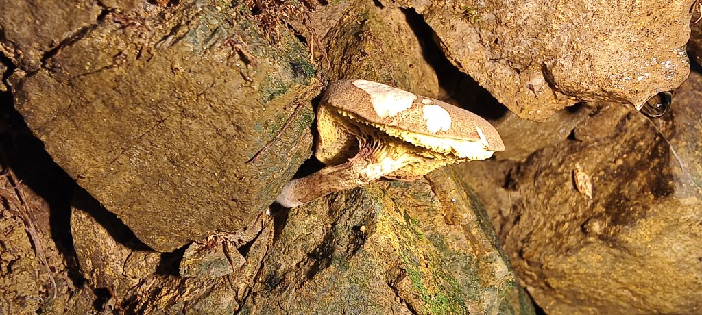 2025/06/15_盡尾山步道_2812730